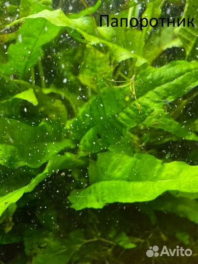 Аквариумные растения