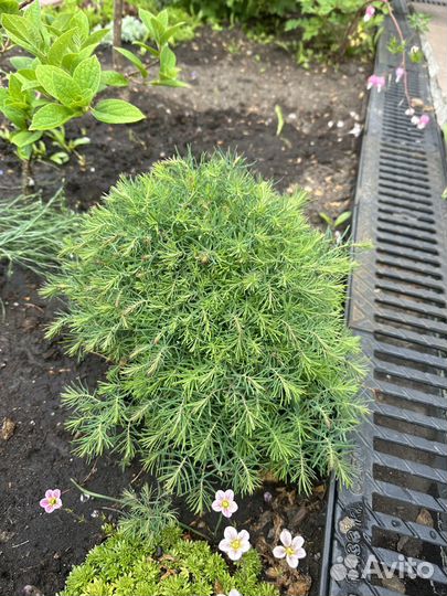 Цветы для сада-Многолетние