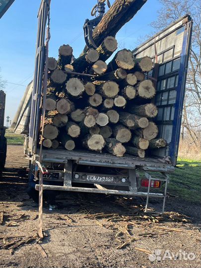 Бревно акации