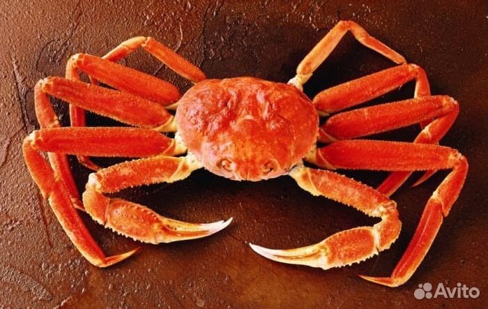 Краб стригун