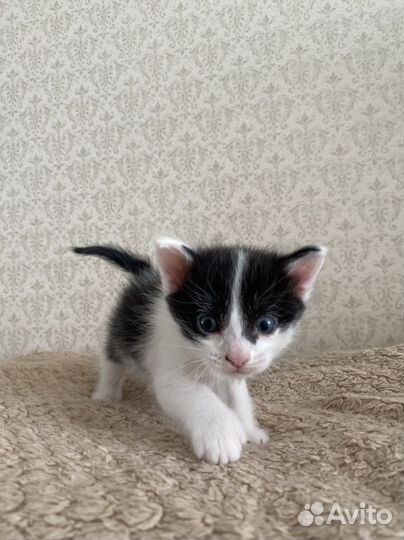 Котята в добрые руки мальчики