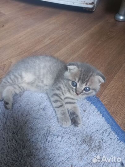 Британские котята