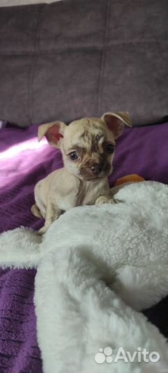 Щенки чихуахуа