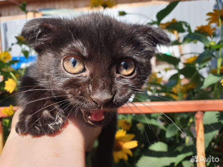 Милый котёнок Июлька ищет дом