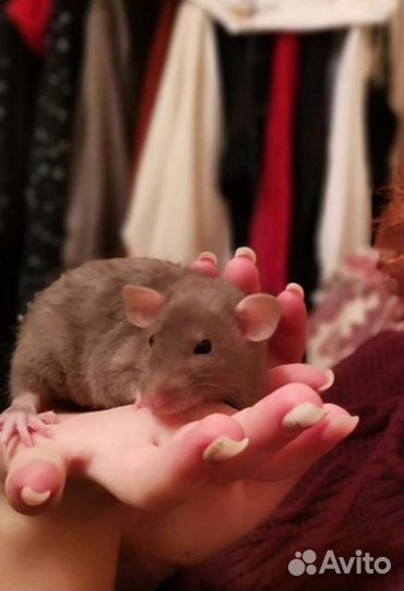 Передержка декоративных крыс