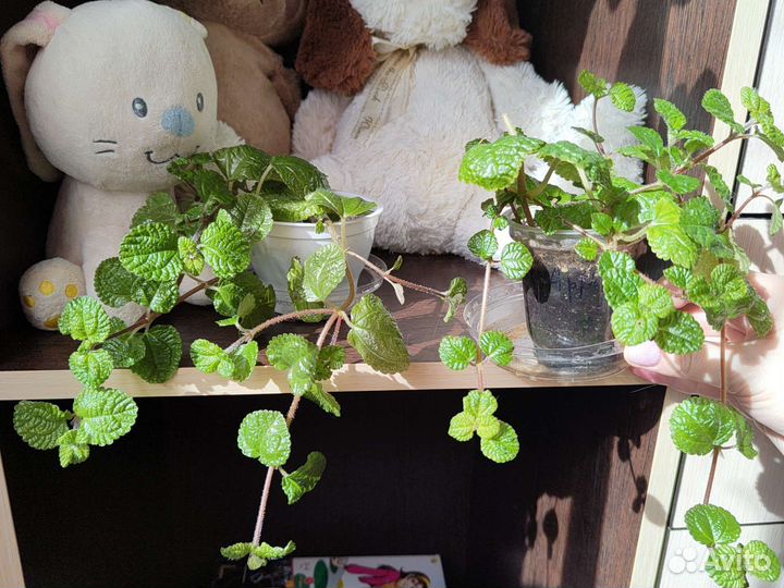 Комнатные растения