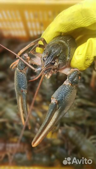 Ракидоставкасудаккоктебель