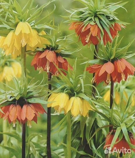 Рябчик императорский