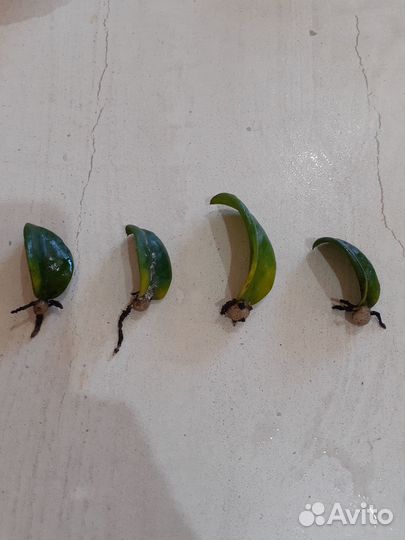 Замиокулькас зензи жук