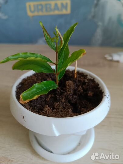 Гранат комнатный