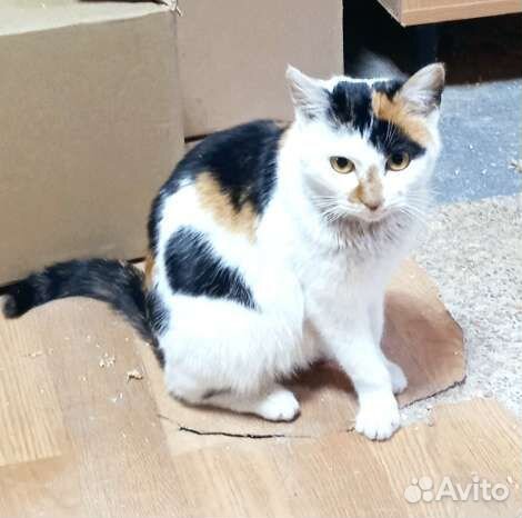 Молодая стерилизованная кошечка