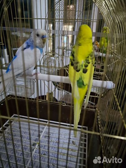 Пара попугаев волнистых с клеткой