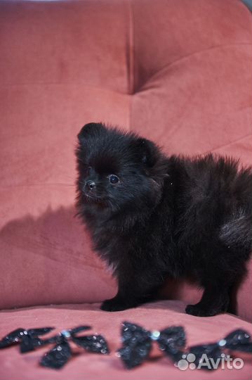 Чёрный шпиц девочка мини