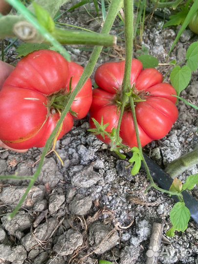 Помидоры СССР советские Семена