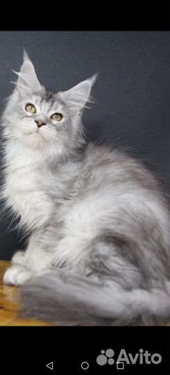 Бронь на котят Мейн-кун