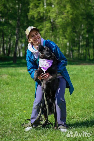 Метис овчарки из приюта ищет семью