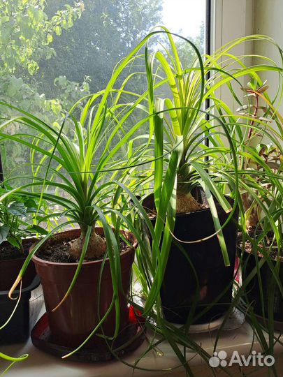 Нолина (Бокарнея,Пальма бутылочная )