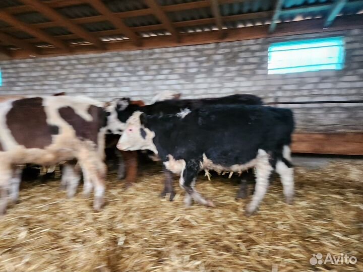 Продаю бычков