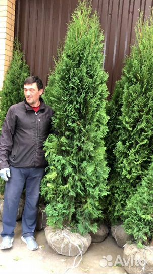 Туя Смарагд 2-2,2 м