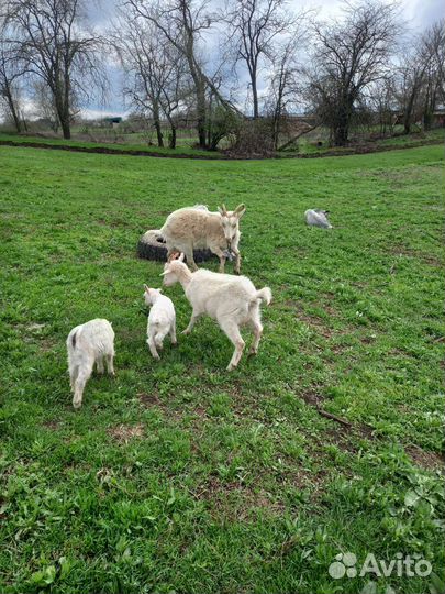 Продаются козы и козел