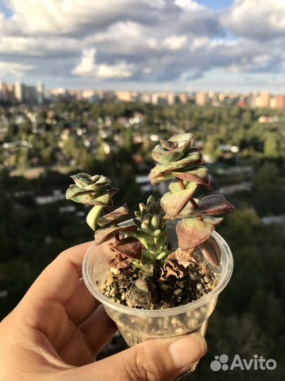 Суккуленты от