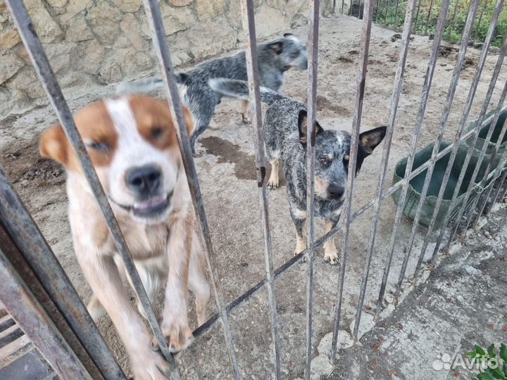 Австралийская пастушья собака