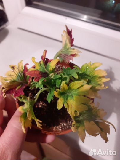 Колеусы вегетативные черенки