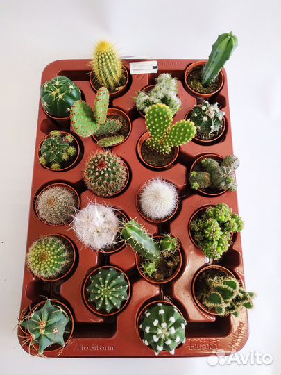 Кактусы микс 6\10