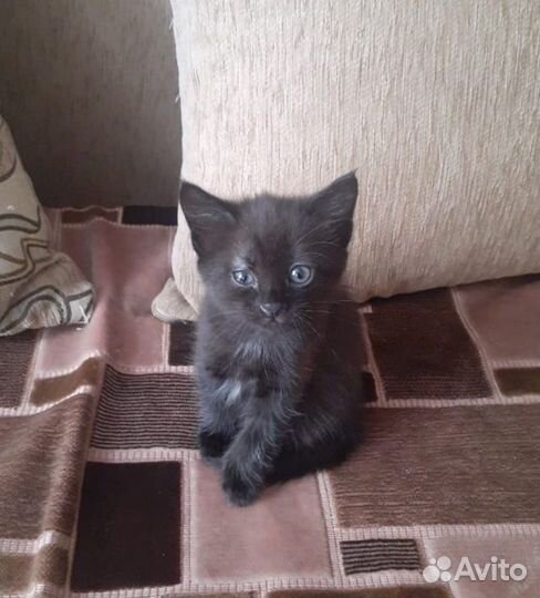 Кошки в добрые руки бесплатно