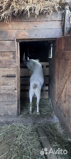 Козел зааненский