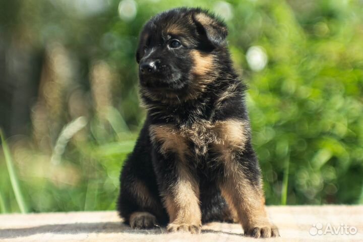 Щенок немецкой овчарки. Мальчик
