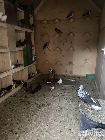 Продажа голубей