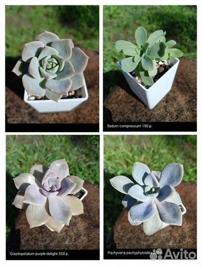 Суккуленты