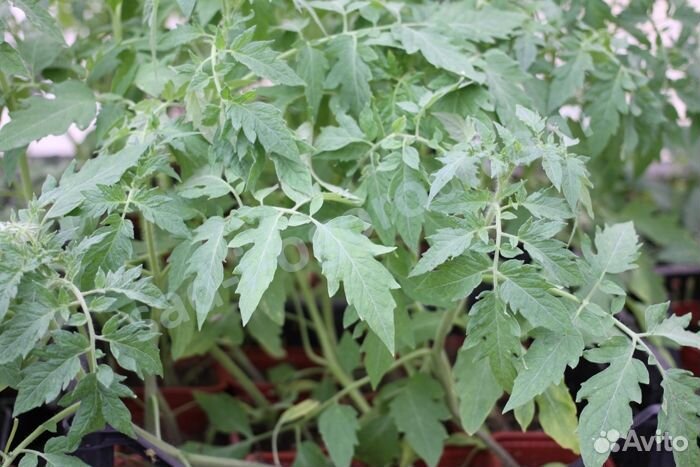 Рассада помидор, огурец, перца, баклажан, капусты