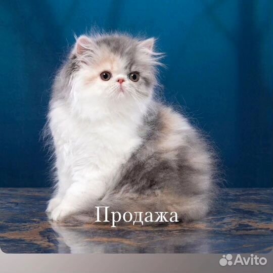 Кошечка