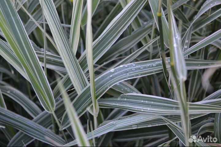 Злака и декоративные травы. Овсяница