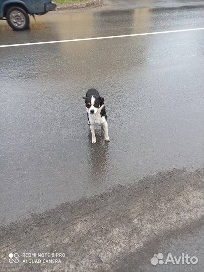 Найдена собака