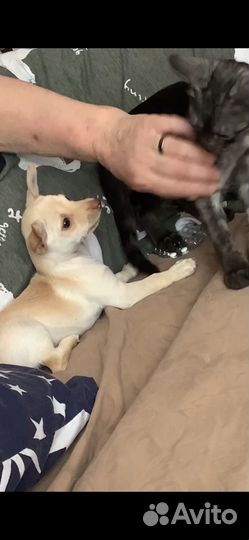 Той-терьер щенки