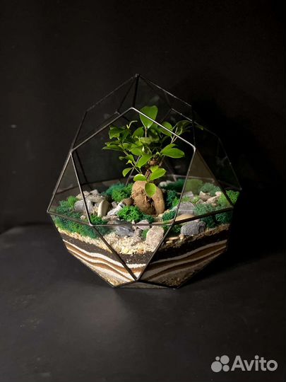 Флорариум Бонсай 