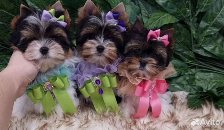 Самые красивые щенки бивера