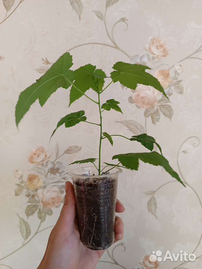 Абутилоны, гибискусы (укорененные черенки)