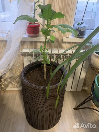 Кашпо - цилиндр