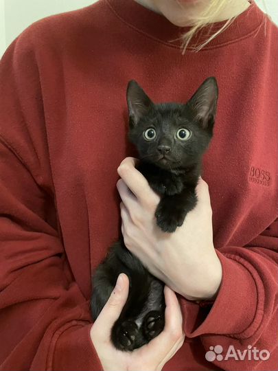 Котята бесплатно