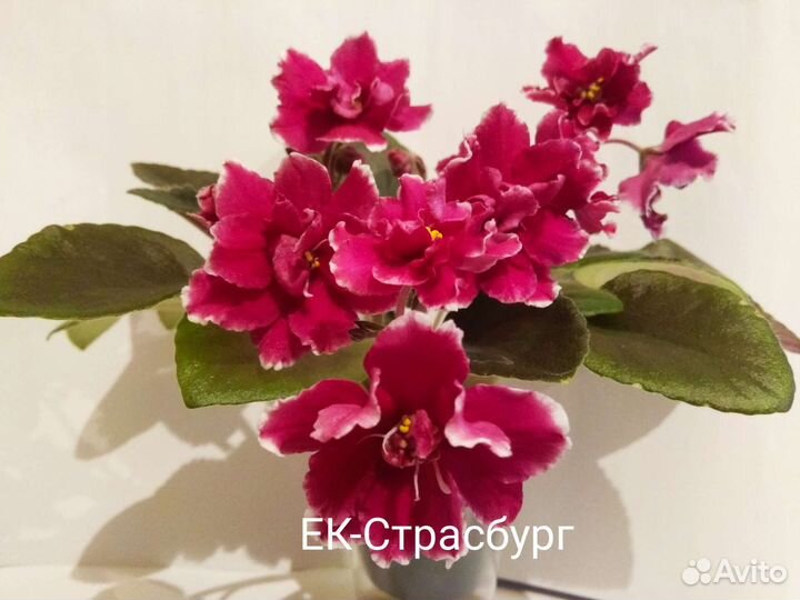 Детки фиалок