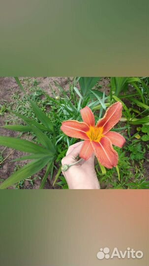 Озеленитель