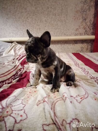 Французский бульдог мальчик