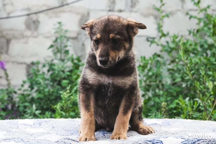 Тайсон
