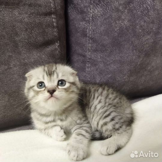 Шотландская вислоухая