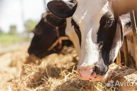 Телята для успешного разведения