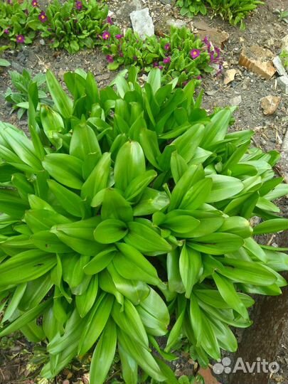 Безвременник. Луковичное растение